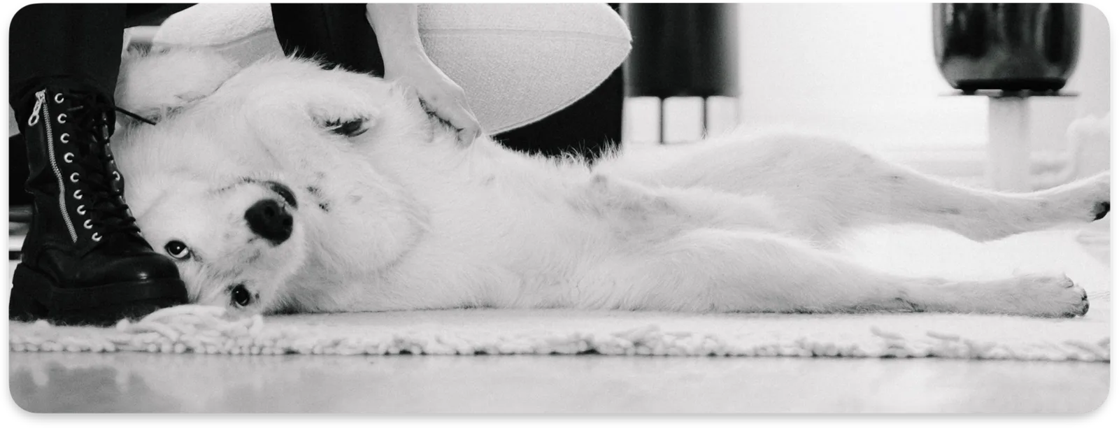 EUPHORIA Bürohund — Team-Kultur